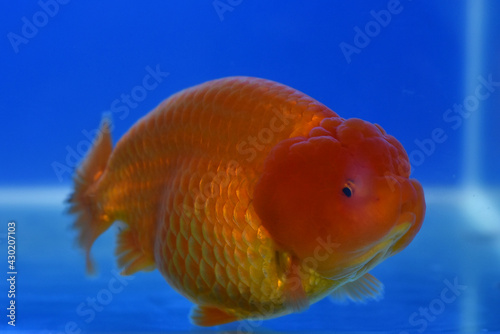 goldfish in aquarium on blue background