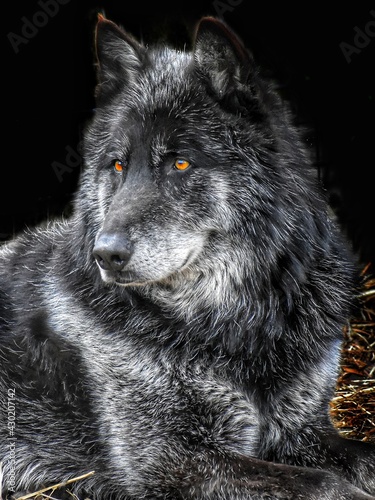 wolf © Brian