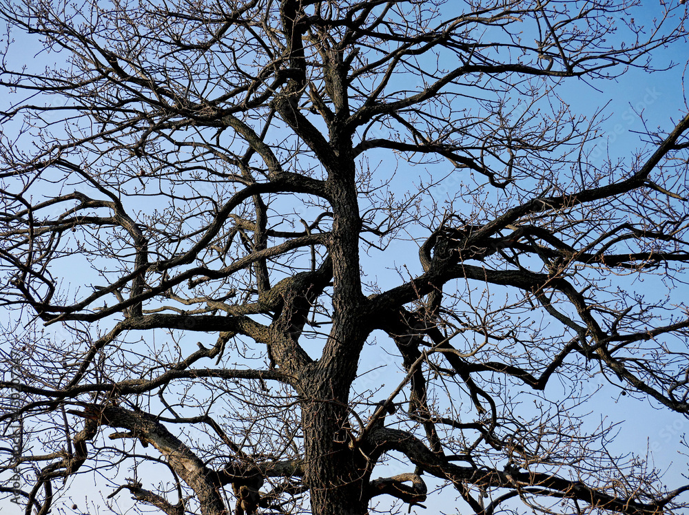 The branches of a large tree on the blue sky of the first light of dawn The branches of a large tree on the blue sky of the first light of dawn