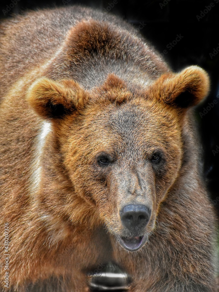 brown bear portrait brown bear portrait