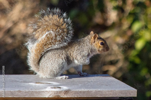 squirrel eating nut