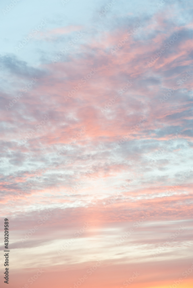Pink clouds of the beautiful summer sunset Pink clouds of the beautiful summer sunset