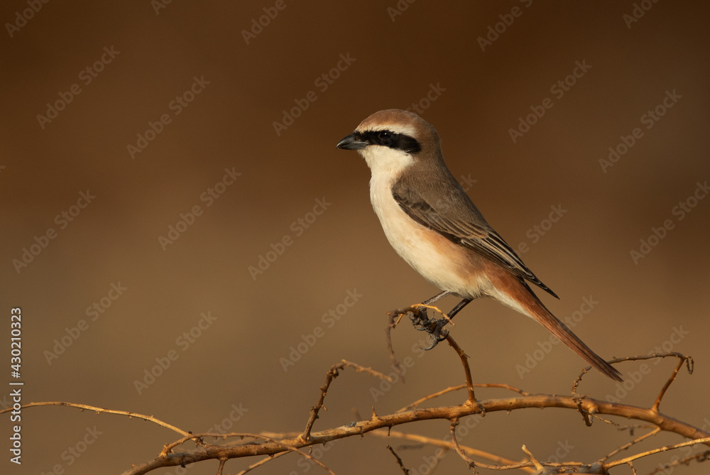 A portrait of a Red-tailed Shrike, Bahrain A portrait of a Red-tailed Shrike, Bahrain
