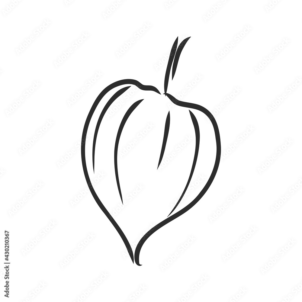 Physalis autotraced vector sketch, greyscale. physalis, vector sketch on a white background Physalis autotraced vector sketch, greyscale. physalis, vector sketch on a white background