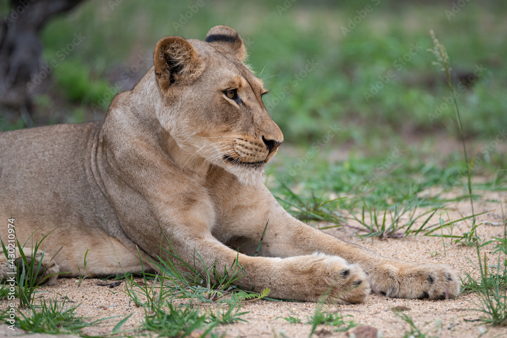 Female Lion seen on a safari in South Africa Female Lion seen on a safari in South Africa