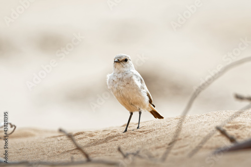 desert wheatear (Oenanthe deserti), female sitting in the desert Namibia africa white bird  Steinschmätzer  Chasco-cinzento Europese Woestijntapuit, Desert Wheatear, Oenanthe deserti photo