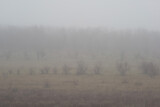 foggy landscape with trees and bushes on the background of the forest