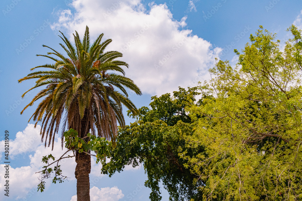 Palm Tree On Sky Background