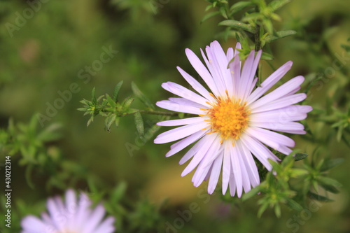 Beautiful purple chrysanthemum in early autumn.