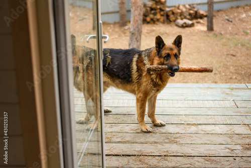 large shepherd dog holding a stick near open door of house