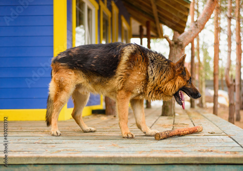 large sheepdog standing on the porch of a country house next to a game stick