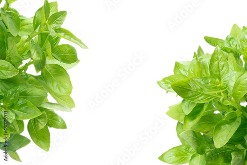 Basil in a pot isolated on white background.