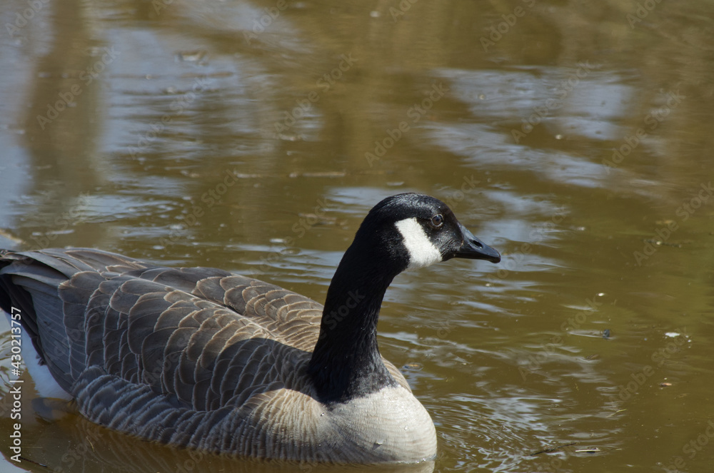 Canadian Goose (Branta canadensis) on the Water Canadian Goose (Branta canadensis) on the Water