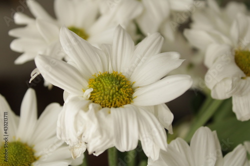 Beautiful white daisies on a festive day.