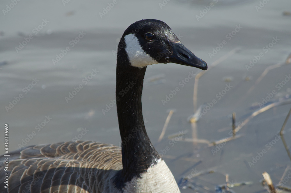 Close Up of a Canada Goose (Branta canadensis) Close Up of a Canada Goose (Branta canadensis)