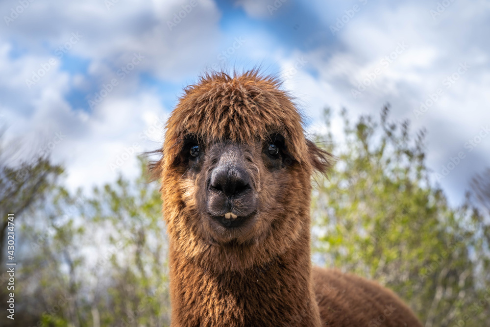 cute funny brown alpaca looking at the camera