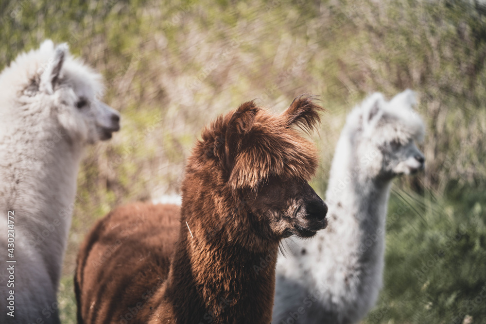 several cute alpacas on a farm, selective focus
