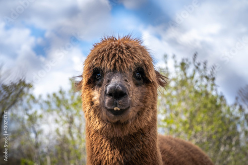 cute funny brown alpaca looking at the camera