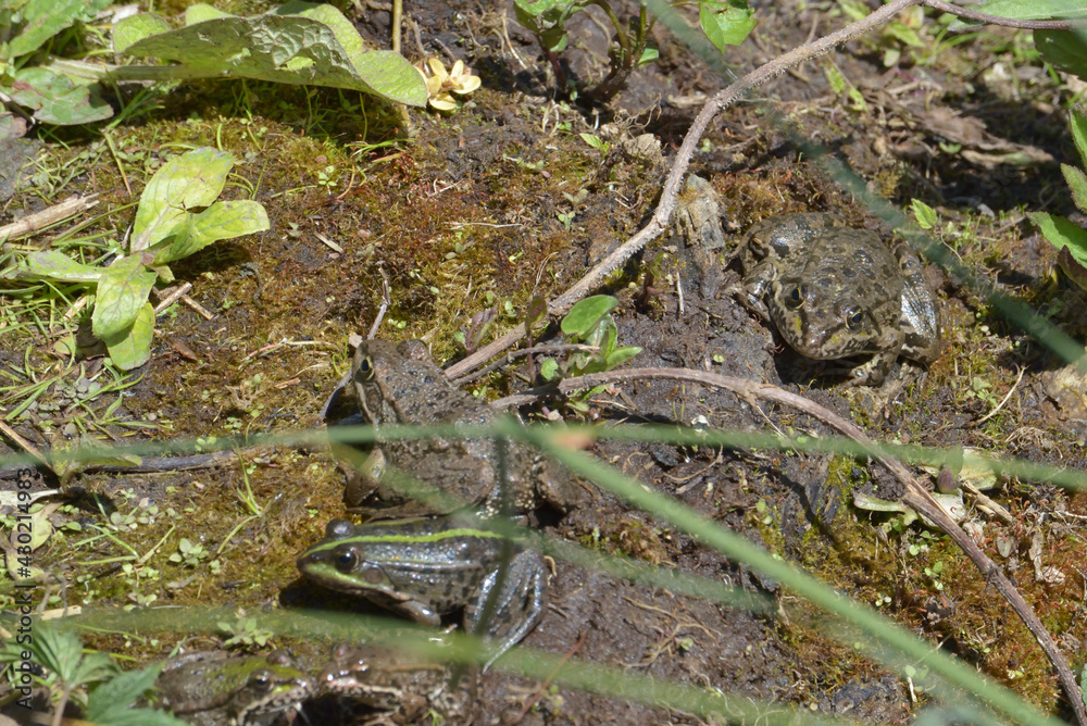 Grenouille rieuse - Pelophylax ridibundus, Grenouille rieuse - Pelophylax ridibundus,