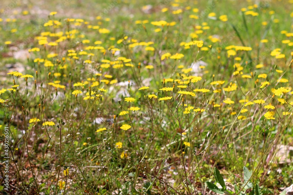 Obraz premium Yellow dandelions growing in a field. Selective focus.