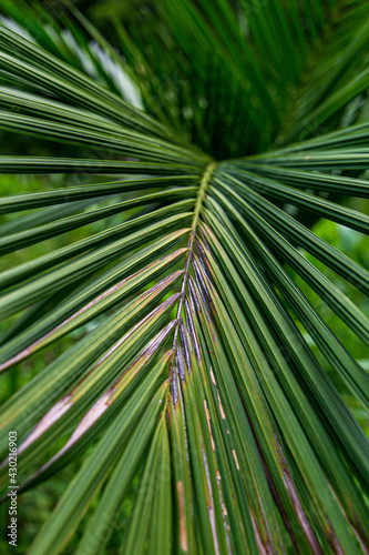 palm tree leaves © Paola