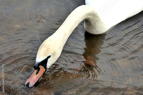 Schnatternder Schwan trinkt Wasser und erzeugt dabei faszinierende Wasserwellen im Fluss Elbe in Deutschland. Fascinating water drinking swan with swirly waves photo