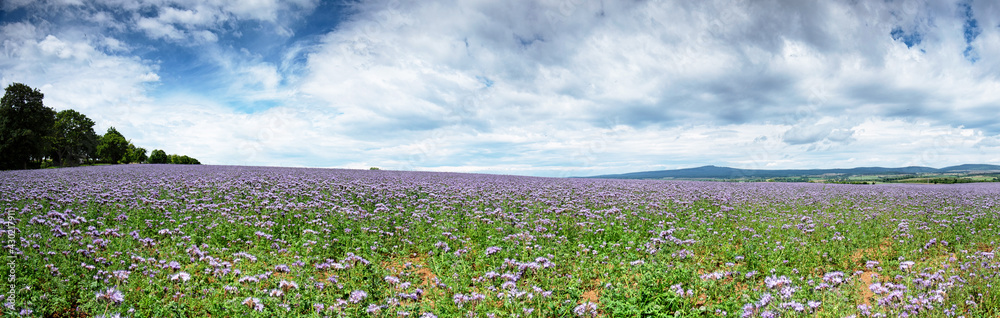 Blooming pink phacelia field in spring Blooming pink phacelia field in spring