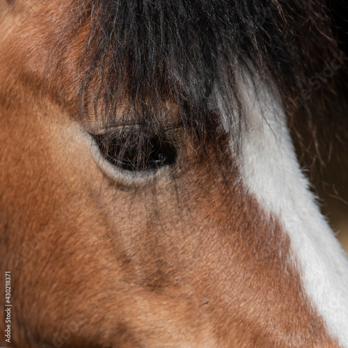 Beautiful close up of horse's eye with long mane
