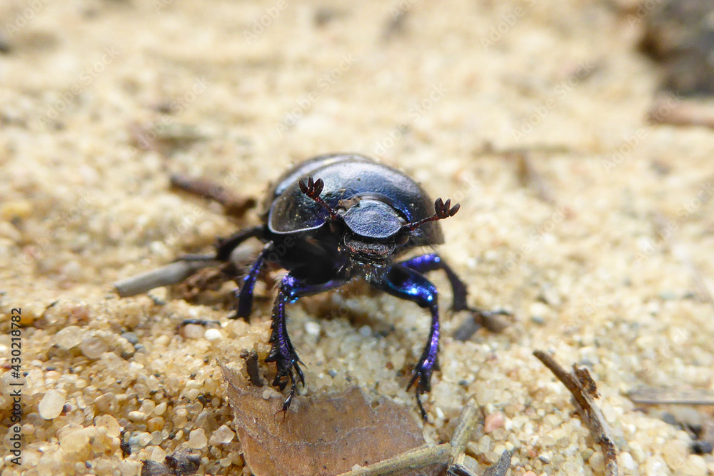 Bläulich lila schimmernder Waldmistkäfer (Anoplotrupes stercorosus) auf hellem körnigen Sanduntergrund im Frühling. Faszinierende Insektennahaufnahme. Fascinating dung dor beetle with antennas in sand