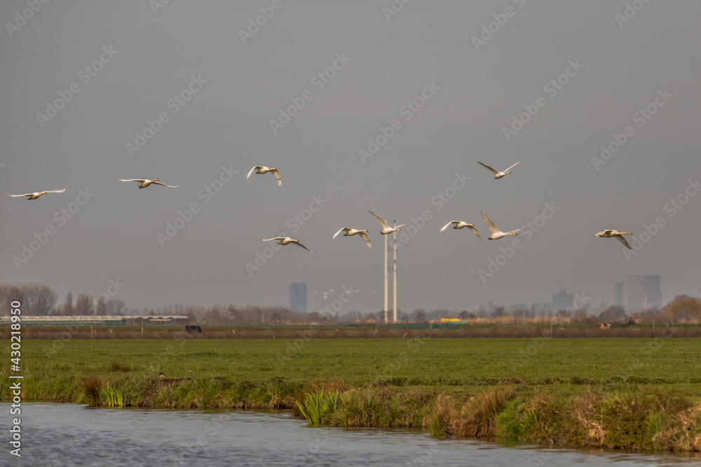 A group of flying mute swans, Cygnus olor, during warm colored sunrise over polder landscape with background of electricity pylons and city skyline and against clear sky