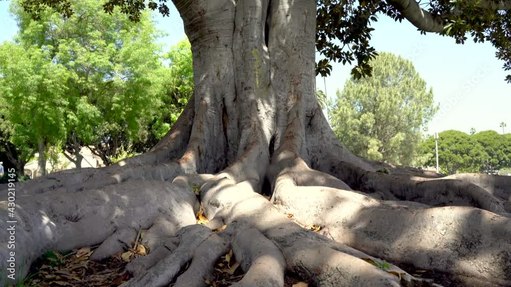 Tree with huge roots. The camera moves from below along the mighty roots of the tree and up to its leaves