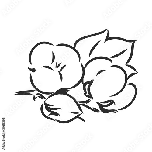Hand drawn cotton plant in vintage style.