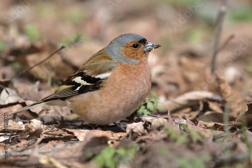 A small forest songbird with reddish sides. Chaffinch, a colorful bird sitting in last year's foliage and looking at the photographer. City birds. Blurred background. Close-up. Wild nature.
