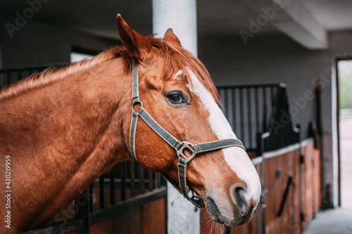 anxious chestnut horse in the stable, horse stalls