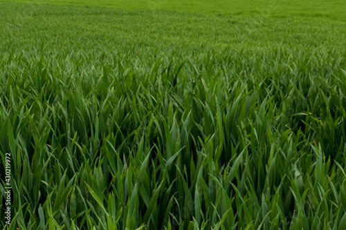 green grass field background in germany  closeup and full frame