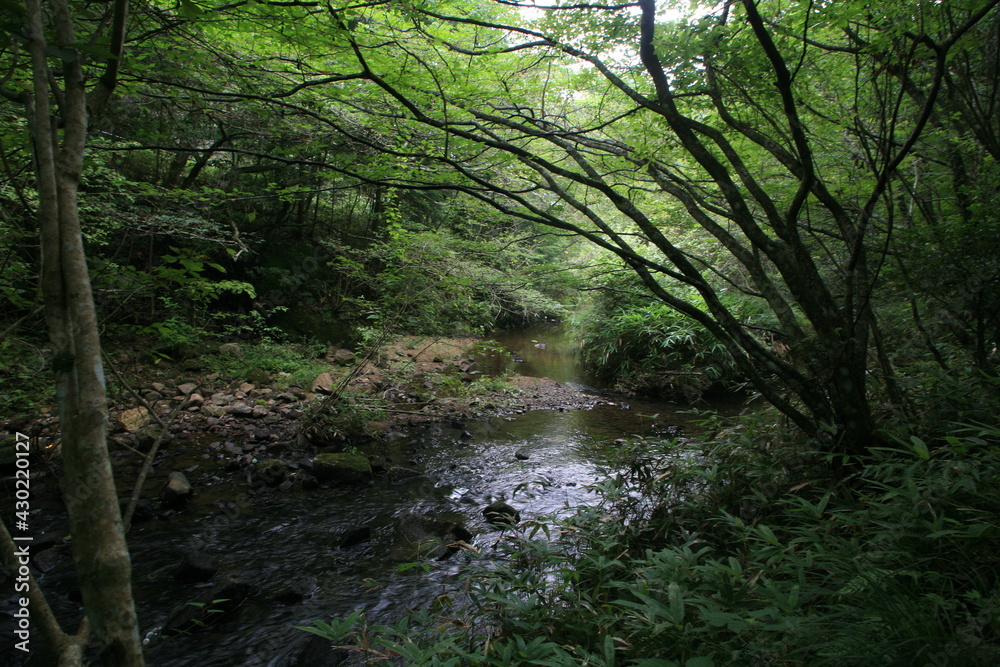 Naklejka premium 夏の岩屋堂公園を流れる渓流のせせらぎ