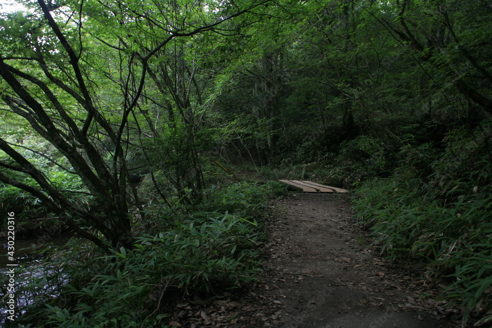 Naklejka premium 夏の岩屋堂公園、早朝の林道