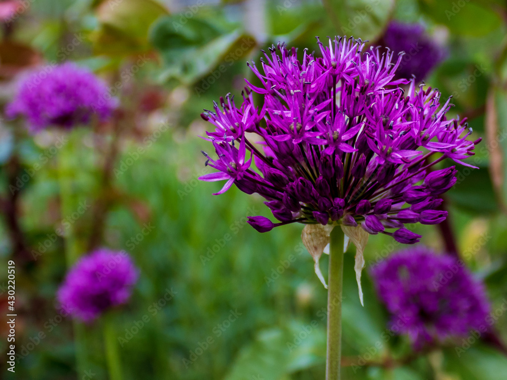 Fototapeta premium Purple flowering onion flower (allium giganteum) against gree background in summer in Germany, close up and selective focus