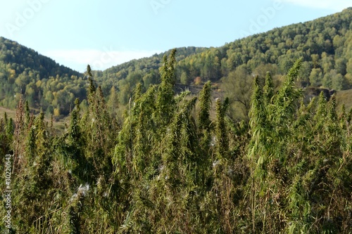 Cannabis thickets in the south of Western Siberia. Russia