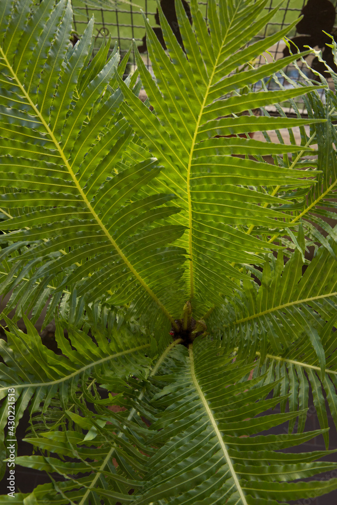 Leaves background. Selective focus on Blechnum gibbum, also known as miniature tree fern, new leaves sprouts. Beautiful green fronds, and leaflets texture, color and pattern.