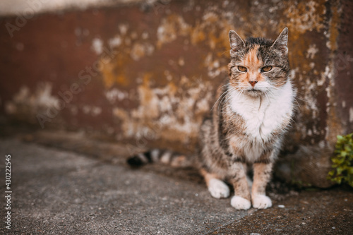 old skinny alley cat, boney moggy in front of dingy wall, gaunt kitten photo