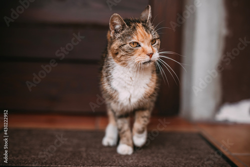 Fotografía old cat on the doormat in front of the door, old skinny alley cat, emaciated mog