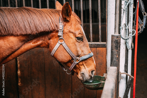 the chestnut horse drinks water in its stall, drinker in the stable