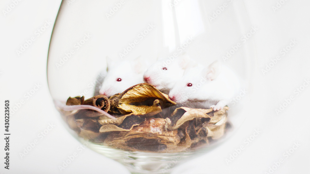 white mouse in wine glass with cinnamon white mouse in wine glass with cinnamon