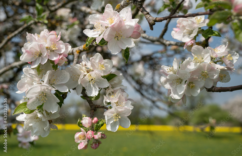 Obraz premium Schöne Apfelblüten in Nahaufnahme am Zweig eines Apfelbaums in blühender Natur
