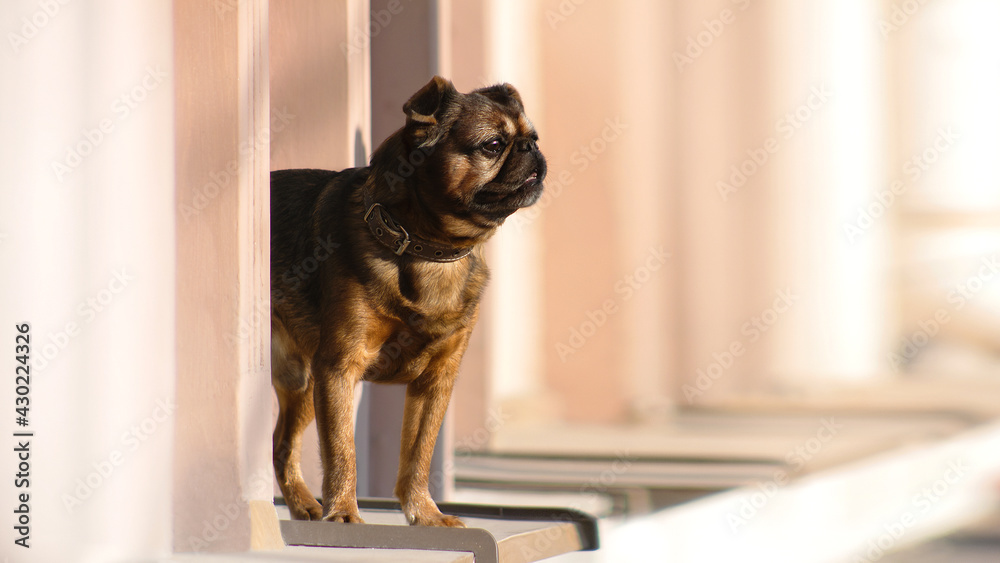 griffon dog on window