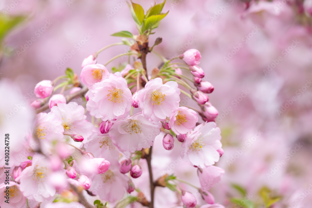 Beautiful nature scene with blooming tree.