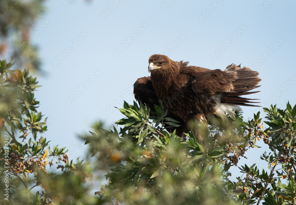 Fototapeta premium Greater spotted eagle perched on a tree, Bahrain
