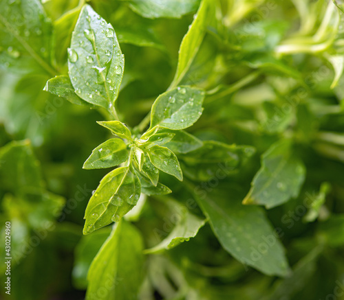 Healthy herbal food. Fresh aromatic basil macro and close up image