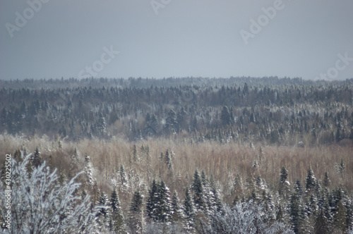 Panorama of winter forest in Ukraine